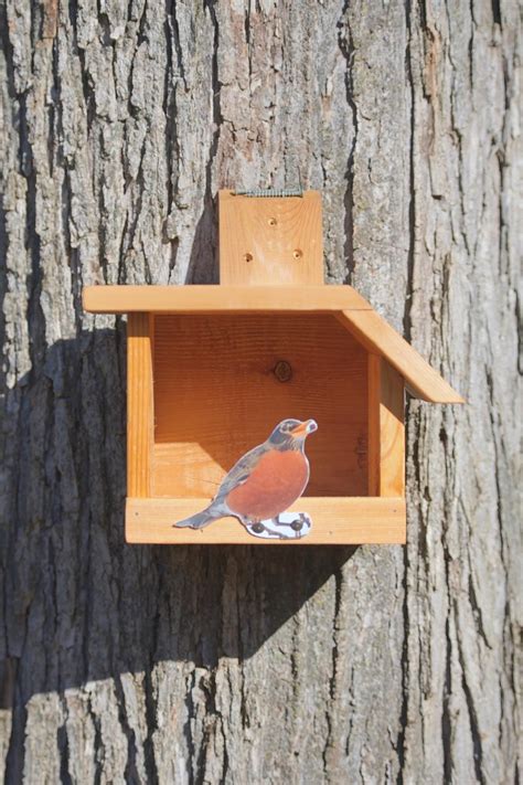 American Robin Cedar bird house | Etsy | Bird house, Bird, Bird houses