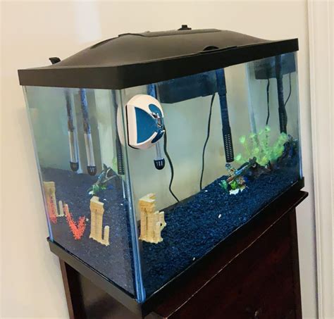 Starting a 10 Gallon Fish Tank: Step by Step Guide