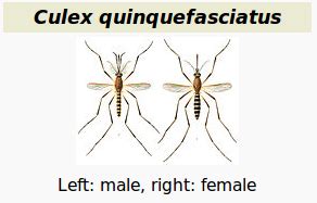 Avian Flu Diary: Nature: Culex Pipiens Quinquefasciatus - A Potential ...