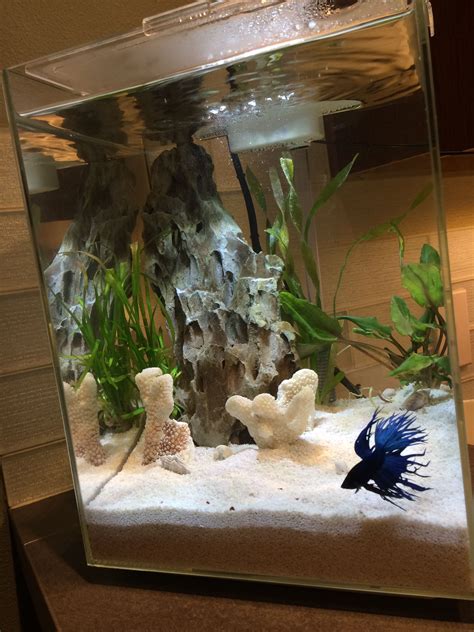 2 5 Gallon Betta Tank Setup