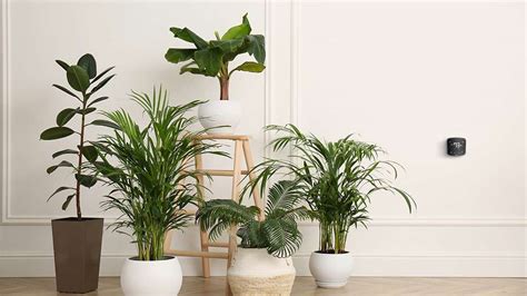 Are Indoor Plants Beneficial For Your Health? Discover The Benefits!