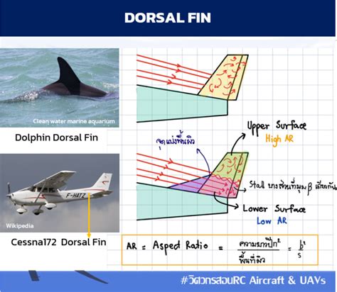 Dorsal Fin และ Ventral Fin คืออะไร - Aexotic Aerobotics