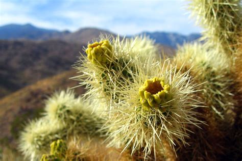 Nicko's Big Picture » Palm Springs Cactus | Palm springs, California ...