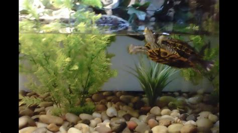 Decorating Ideas for Turtle Tank. How to on a budget! - YouTube