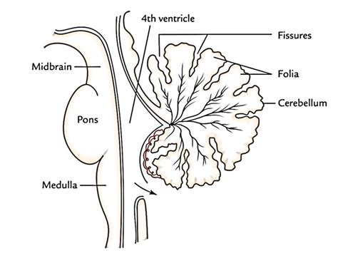 Easy Notes On 【Cerebellum】Learn in Just 4 Minutes!