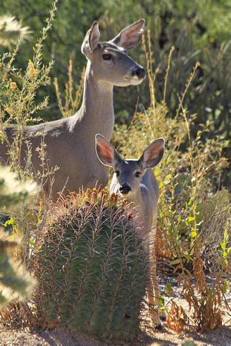 Sonoran Connection: Sabino Canyon WIldlife