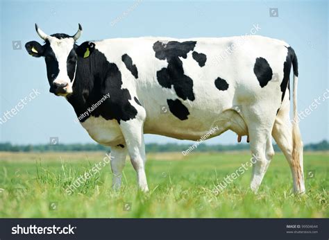 Photo de stock Vache laiteuse blanche avec taches noires 99504644 ...