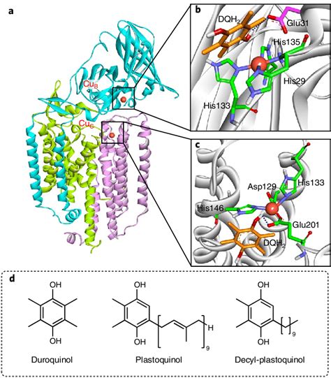 | Structures of pMMO and quinol reductants. a, Crystal structure of ...