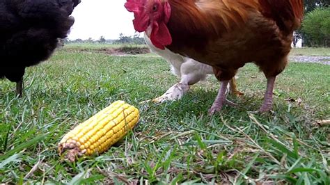 Chickens eating cob of corn - YouTube