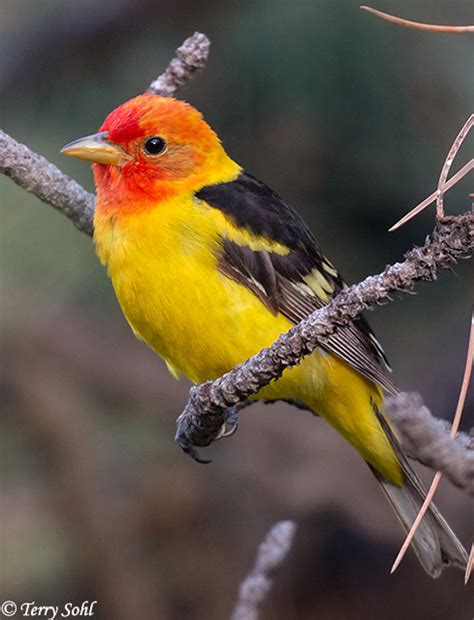 Western Tanager - South Dakota Birds and Birding