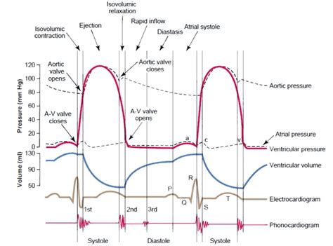 Cardiac Cycle - Cardiacos.net