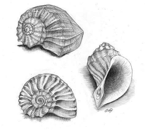 25 best Shell Observational Drawing images on Pinterest | Observational ...