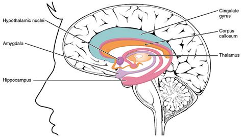 Hippocampus Function: What Does It Do? - Science Trends