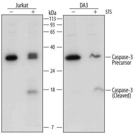 Human/Mouse Caspase-3 Antibody (AF-605-NA) by R&D Systems, Part of Bio ...