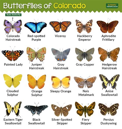 Types of Butterflies in Colorado