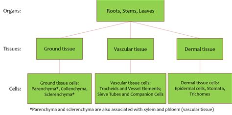 plant organ tissue cell type organization | Organismal Biology