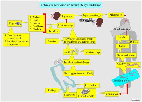 Pinworm Life Cycle Diagram