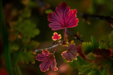 Autumn scenes before they’re gone | Christopher Martin Photography