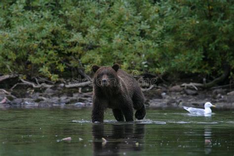 Grizzly Bear Fishing in Alaskan Lake Stock Image - Image of beautiful ...