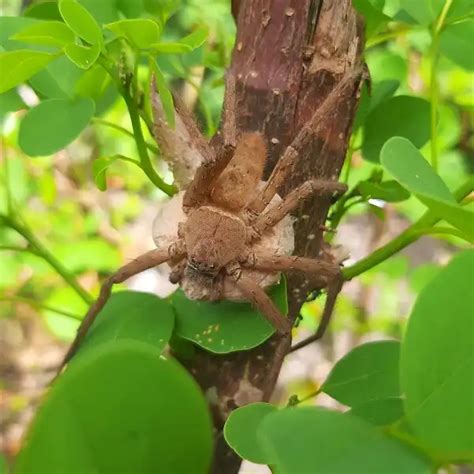 Huntsman Spider - Facts, Size, Diet, Pictures - All Animal Facts