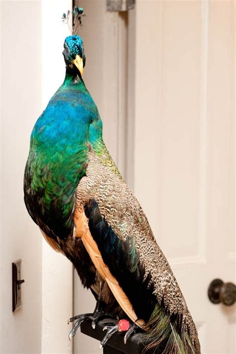 can you keep peacocks as pets? | Peacock, Pet birds, Most beautiful animals