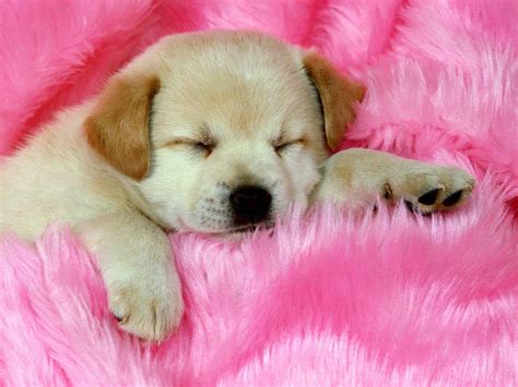 Labrador pup sleeping wallpaper | 1600x1200 | #13582