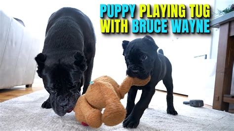 PUPPY Playing Tug With Bruce Wayne the Cane Corso