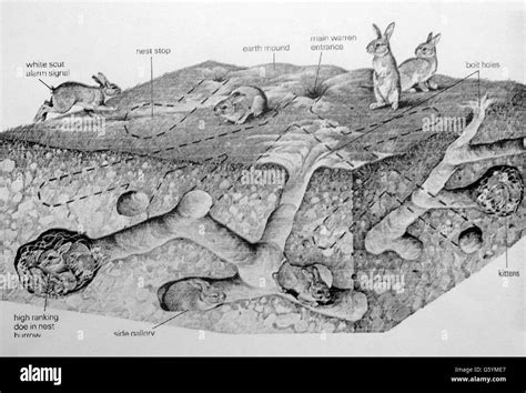 Sketch of a Rabbit Warren Stock Photo - Alamy