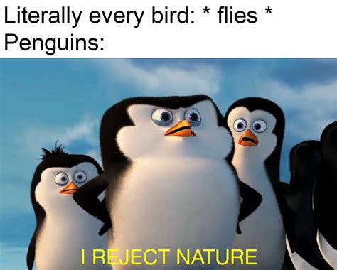 Penguins of Madagascar memes are flying high, invest now! : r/MemeEconomy