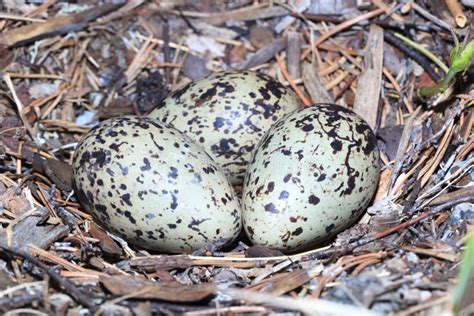 Haematopus Ostralegus, Eurasian Oystercatcher. Eggs. Stock Image ...