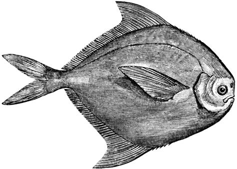 White Pomfret | ClipArt ETC