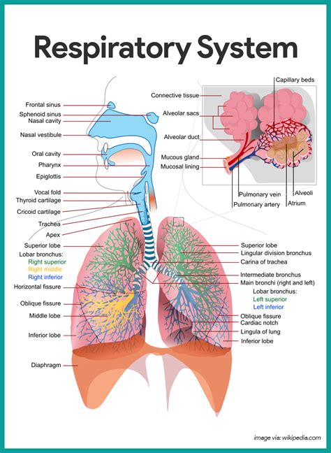 Explanation of the respiratory system