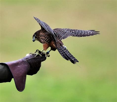 new zealand falcon, falcon, bird, wildlife, nature, natural, hawk ...