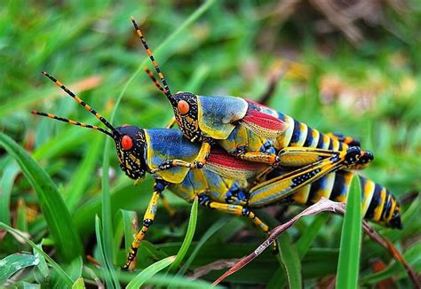 But I told you...I DO love you!! South African grasshoppers - Pixdaus ...