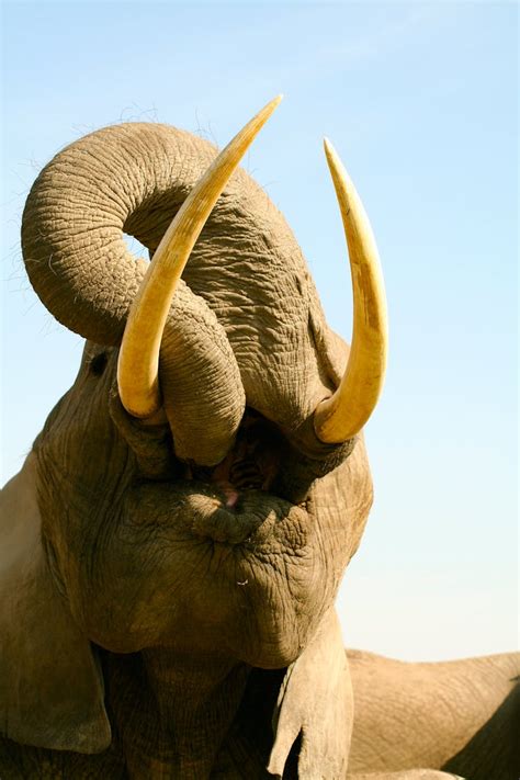 Curious Kids: why do elephants have tusks?