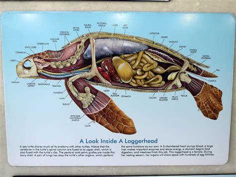 The Turtle Hospital » Powered by Birds