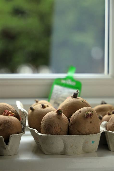 Chitting Seed Potatoes - The Thrifty Squirrels