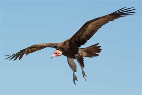 Meet the Hooded Vulture - The Scavenger’s Diet, Habitat, and Fun Facts