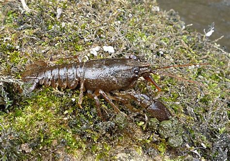 Murfs Wildlife : Freshwater Crayfish