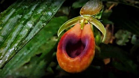 The Orchids of the Amazon Rainforest in Ecuador - Shiripuno Amazon Lodge