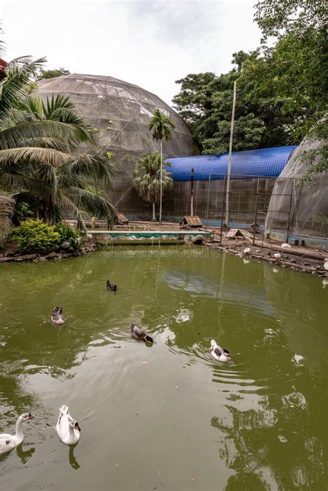 The Labuan Bird Park, Malaysia Editorial Image - Image of labuan ...