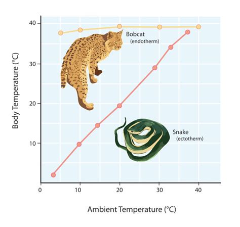 Thermoregulation - Biology