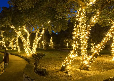 How to Wrap a Tree with Christmas Lights