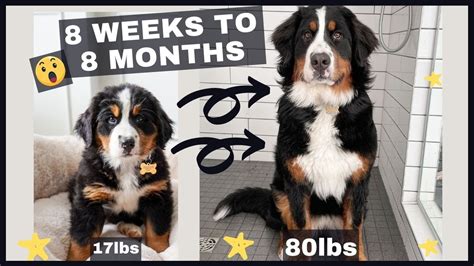 8 Weeks to 8 Months | Watch Our Bernese Mountain Dog Grow ...