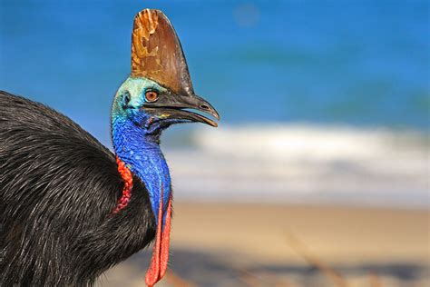 Cassowary Fast Facts - Save the Cassowary - Rainforest Rescue