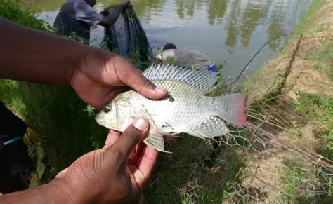 Fish Farming Techniques: చేప పిల్లల పెంపకంలో పాటించవలసిన మెళకువలు ...