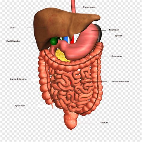 Small Organs In The Digestive System - bmp-spatula