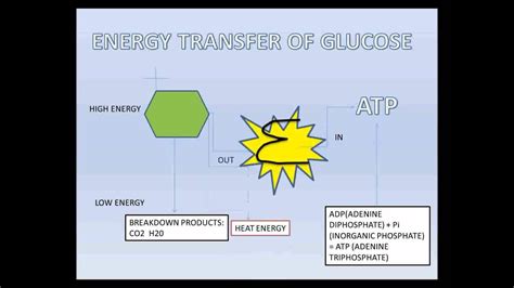 Cellular Respiration - animation by Sam - YouTube