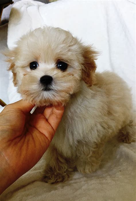 Teacup Maltipoo Puppy for sale los angeles, ca | iHeartTeacups