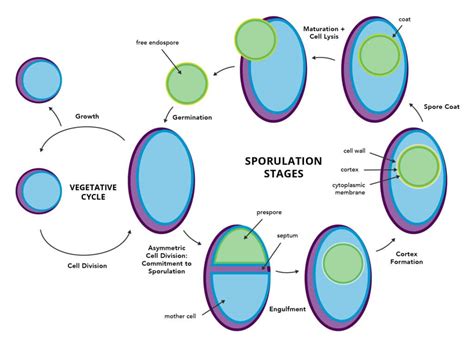 Spore Formation Diagram